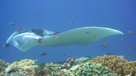 Hinter-Einigen-Korallen-Sieht-Man-Einen-Mantarochen