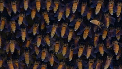 honey bees are known to build large colonies of nest with symmetrical pockets made of wax for them to store honey as their food source