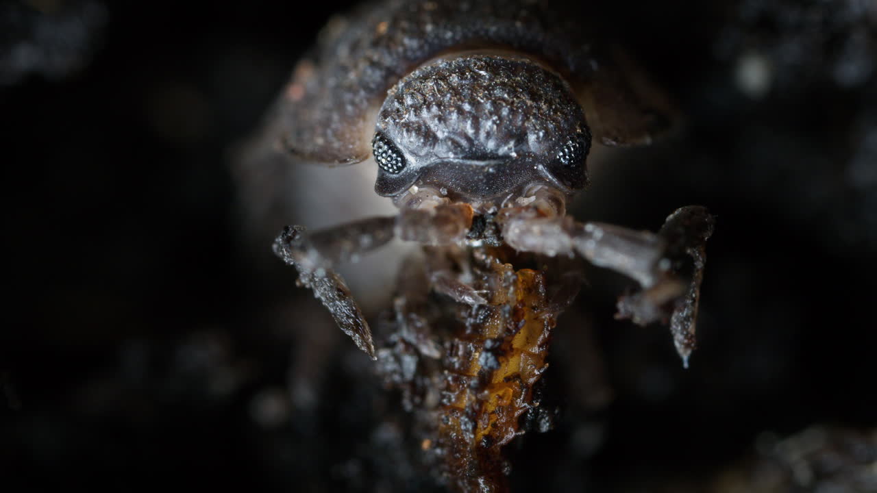 Woodlouse eating grub. Common rough woodlouse, Porcellio scaber, in soil in garden.