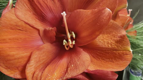 Macro-close-up-shot-of-red-orange-amaryllis-flower-with-long-stamens-during-bright-day-in-nature