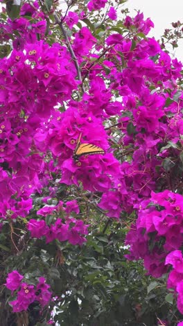 beautiful butterfly dancing and flying in this place of colors