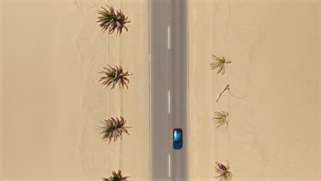 aerial view of a road lined with palm trees on a beach