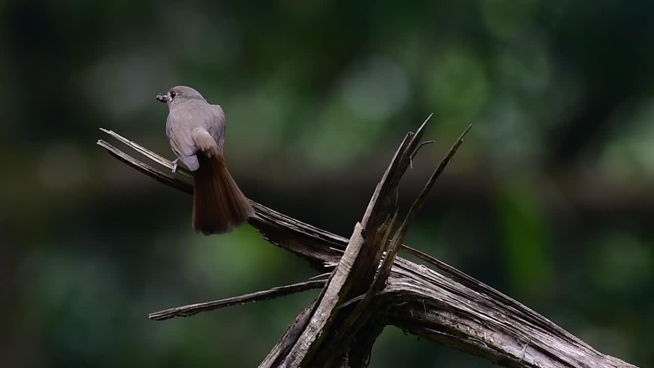 The Hill Blue Flycatcher is found at high elevation habitat it has blue feathers and orange-like breast for the male, while the female is pale cinnamon brown and also with transitioned orange breast