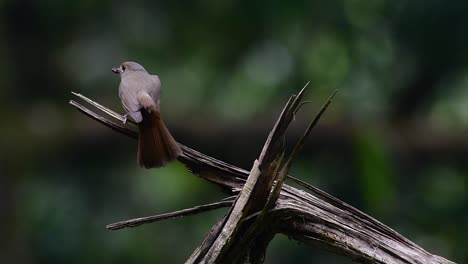 the hill blue flycatcher is found at high elevation habitat it has blue feathers and orange-like breast for the male, while the female is pale cinnamon brown and also with transitioned orange breast