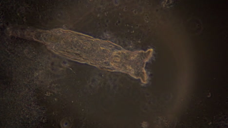 una vista microscópica de un rotífero en iluminación de contraste de fase