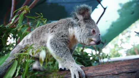 Koala-Bär-Geht-Auf-Einem-Ast---Nahaufnahme