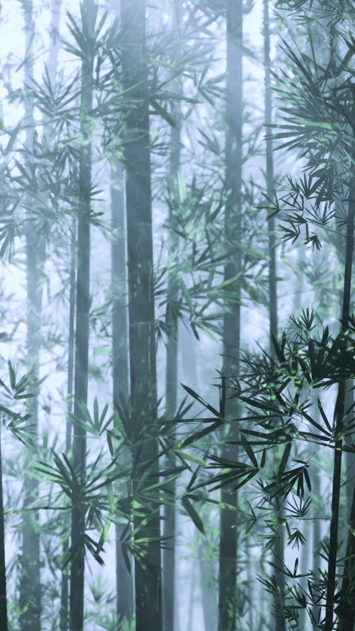 Majestic bamboo forest shrouded in mist creates a tranquil escape at dawn