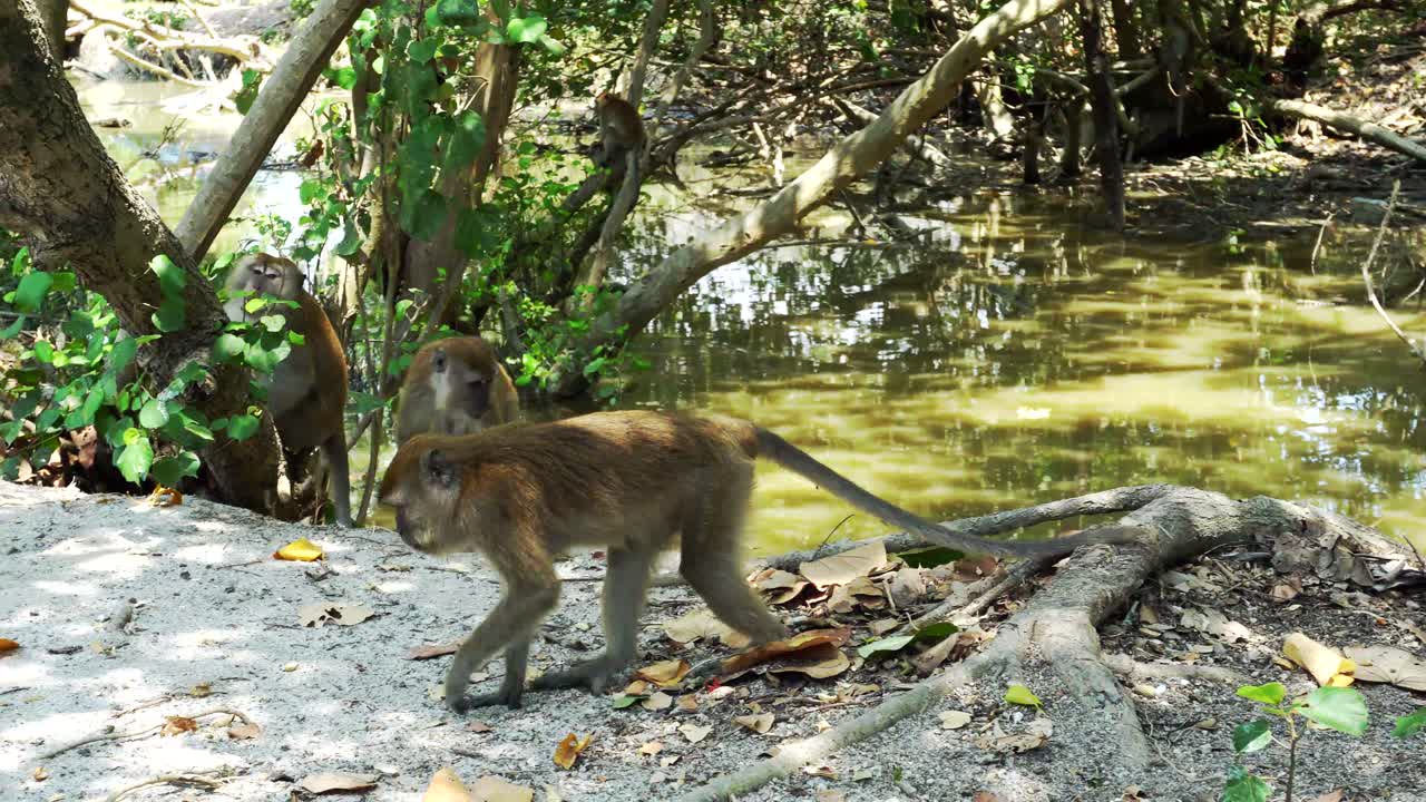 mono salvaje comiendo maní en el bosque