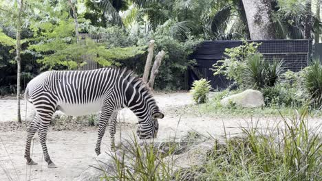 captura cinematográfica de seguimiento de la vida silvestre de una cebra de grevy adulta, equus grevyi comiendo pasto en las reservas de mandai de singapur, zoológico de safari