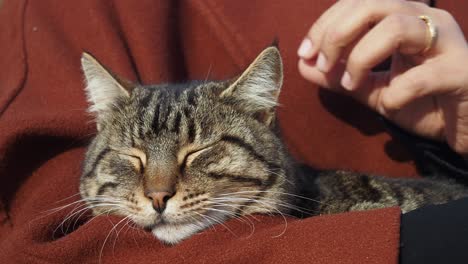 woman comforting a sleeping cat