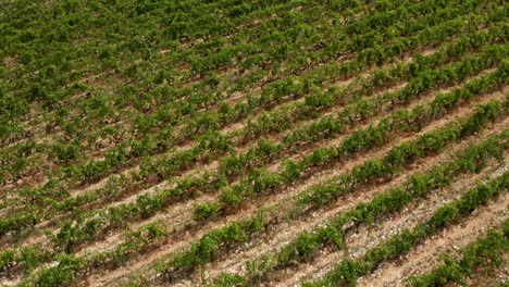 Cultivation-Of-Winery-Vineyards-In-Dubrovnik-Neretva-County,-Komarna-Croatia