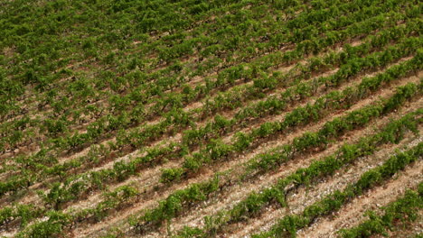 cultivation of winery vineyards in dubrovnik-neretva county, komarna croatia