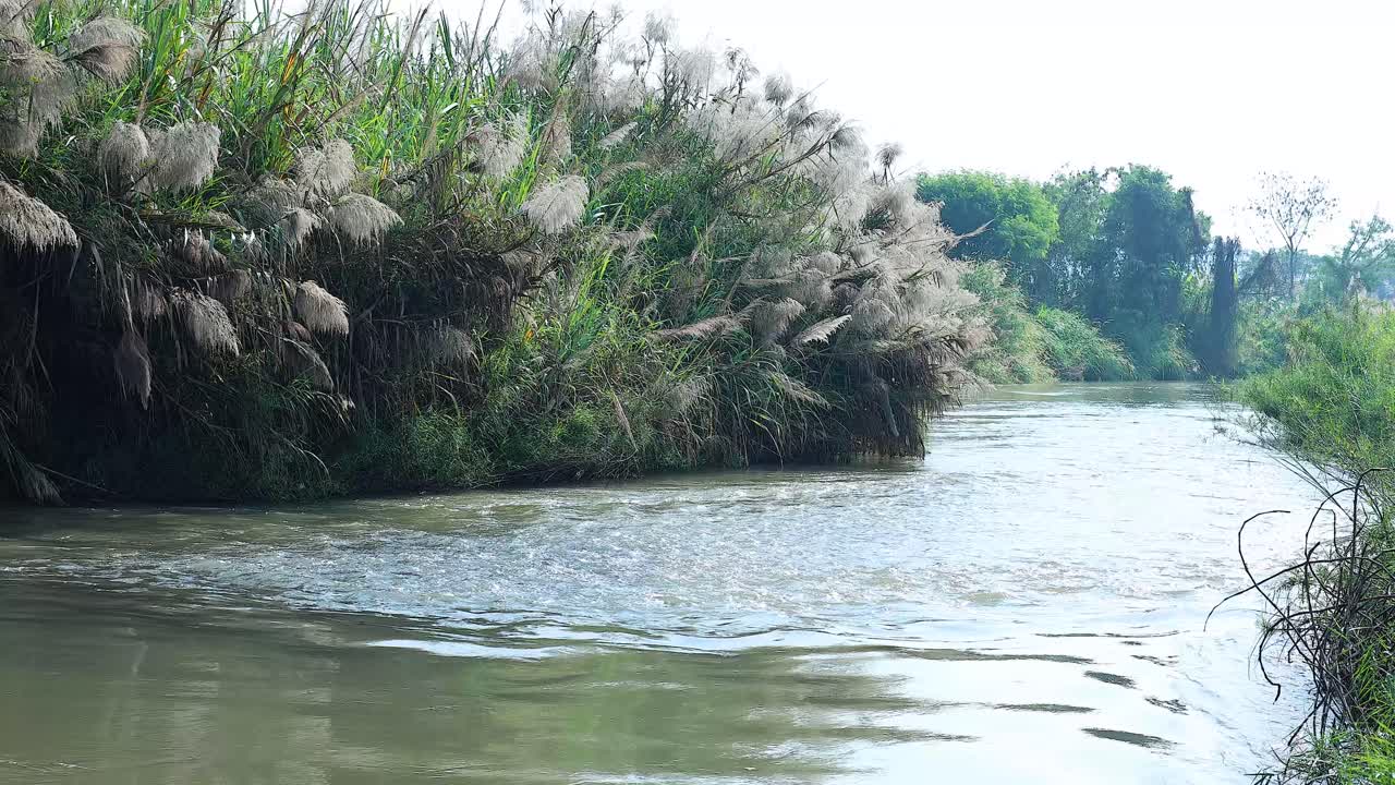 울창한 식물로 흐르는 조용한 강