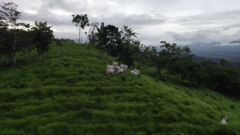 aerial parallax over a herd of cows grazing in green grass hill surrounded by woods on a cloudy sunset in costa rica