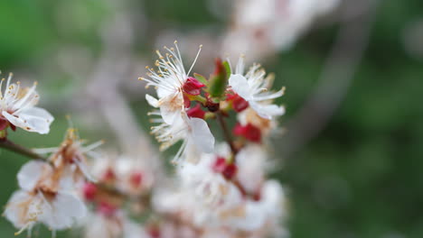 Weiße-Kirschzweige-Wachsen-Im-Frühling.-Schönheitsblumen-Blühende-Kirschbäume