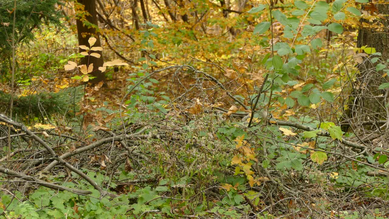 킹렛 세 마리는 가을 이동의 가장 아름다운 광경이어야합니다.