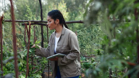 woman inspecting cannabis plants on a farm