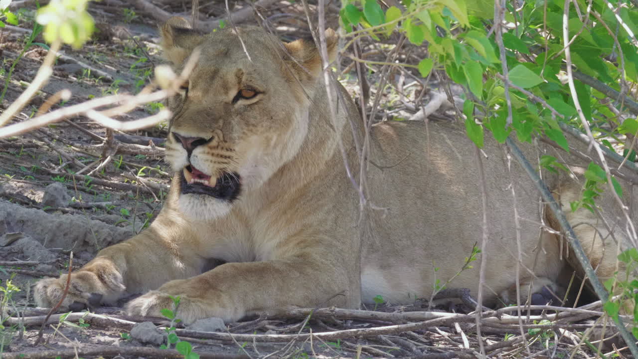een leeuwin die rust in de wildernis van de okavango-delta in bostwana - close-up opname