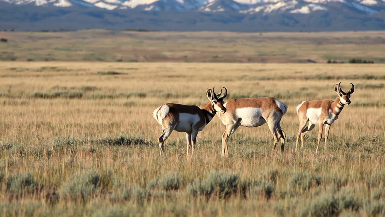 Pronghorn in a Mountain Meadow