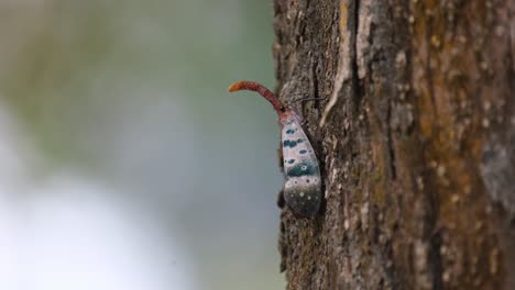 Subtile-Bewegungen-Nach-Rechts,-Wie-Auf-Der-Rinde-Des-Baumes-Zu-Sehen-Ist,-Herausragender-Kopf,-Laternenfliege,-Pyrops-Ducalis-Sundayrain,-Khao-Yai-Nationalpark,-Thailand