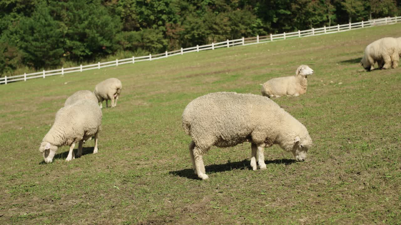 Herd of Merino Sheep Grazing Grass on Mountain Slope Meadow on Summer Sunny Day in Farmland