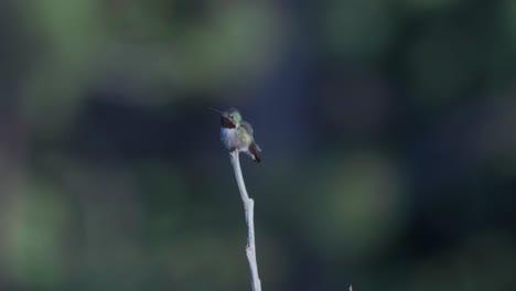 colorado hummingbird flight landing on tree branch ruby throated rufous beautiful morning blue sky spring summer aspen usa evergreen vail aspen nature cinematic slow motion telephoto zoom close up