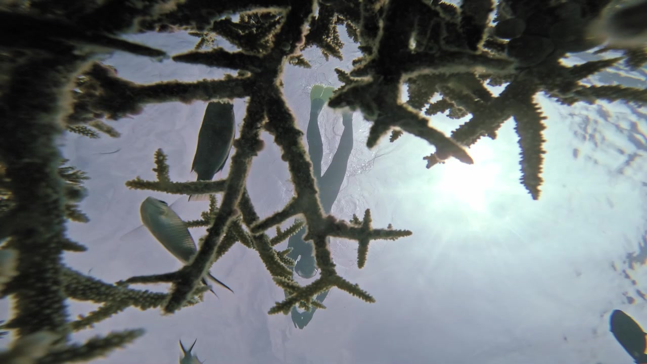 Una vista submarina estática de ángulo bajo captura a un nadador con aletas pasando sobre coral ramificado mientras peces de arrecife tropicales cruzan la superficie brillante en las Maldivas.
