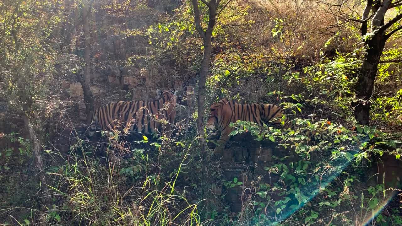 숲의 바위가 많은 노두에서 상호 작용하는 두 벵골 호랑이 새끼의 와이드 샷