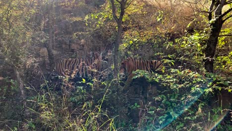 a wide shot of two bengal tiger cubs interacting on a rocky outcrop in the forest