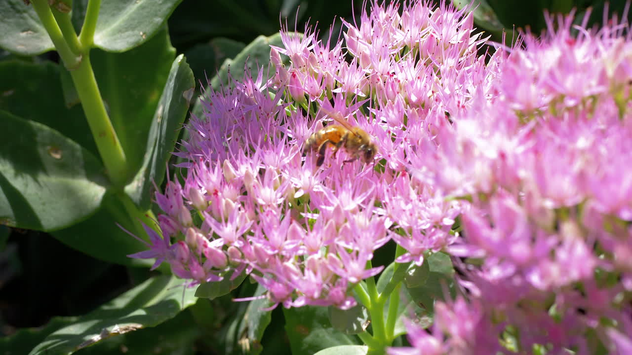 primer plano de flores rosadas en una boda.