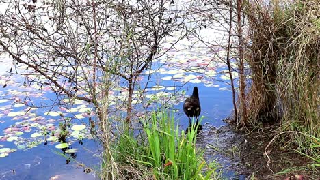 Vogel-Auf-Der-Suche-Nach-Nahrung-Am-See