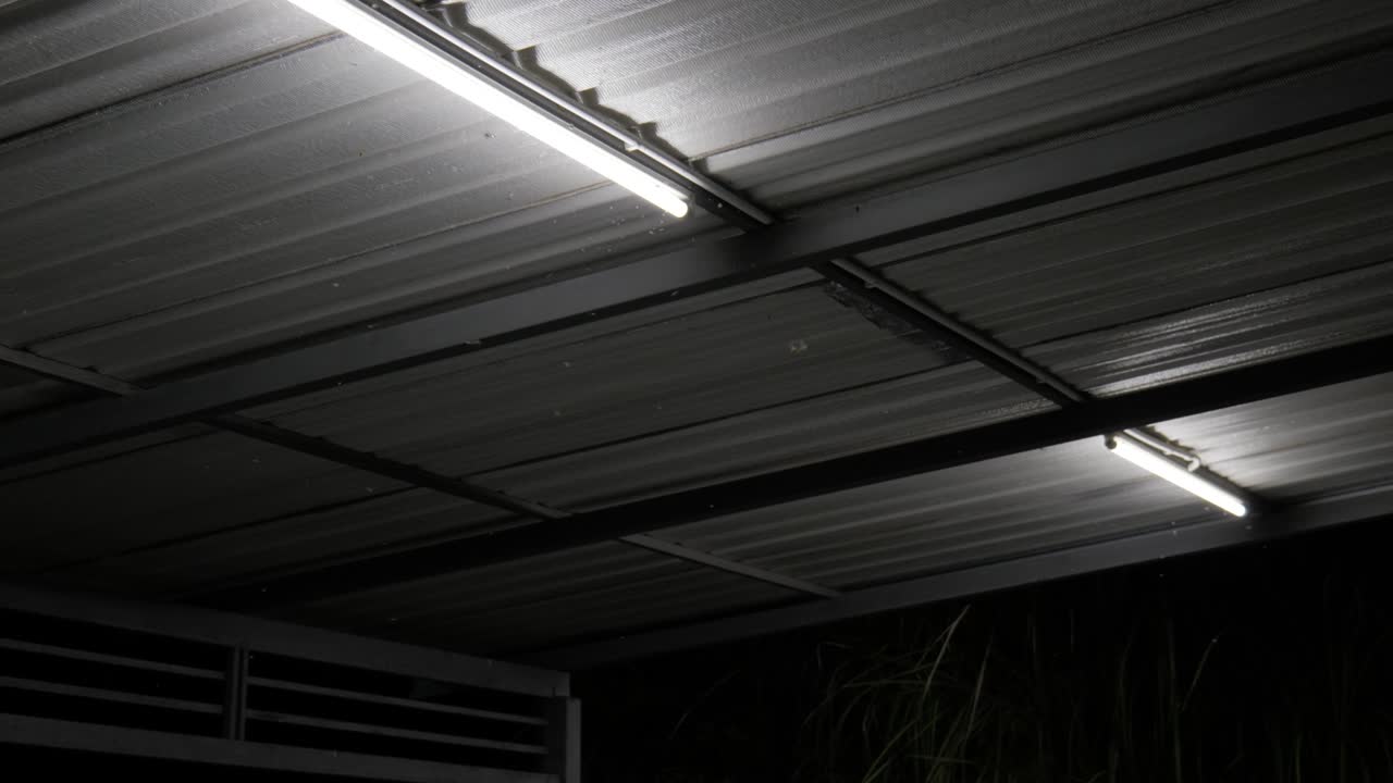 el enjambre de insectos atrayendo y volando alrededor de la luz por la noche