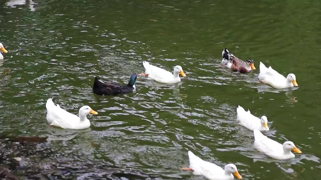 Anatra che nuota su un lago