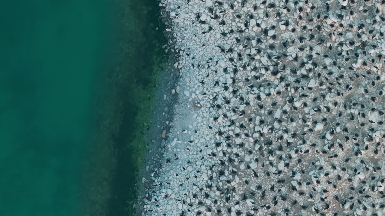Cormorants nesting on rocky shore beside green water, Ontario, Canada, aerial view