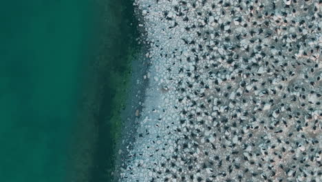 cormorants nesting on rocky shore beside green water, ontario, canada, aerial view