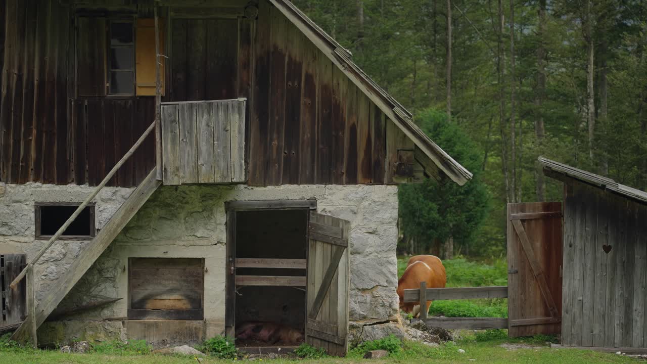 Old Wooden Barn and Cow in the Countryside