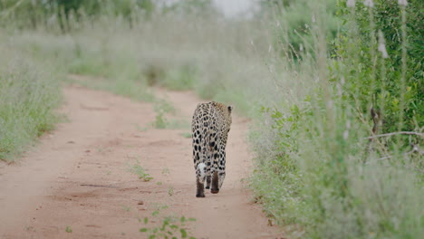 leopard walking on a dirt path in savanna