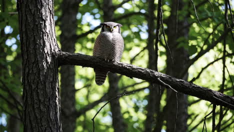 an owl perched on a tree branch in a forest