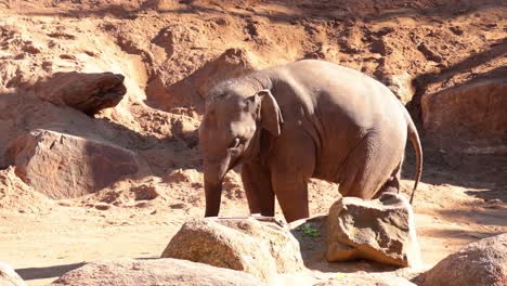 baby elephant eating vegetables in a zoo enclosure