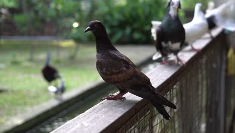 pigeons stay at wooden support