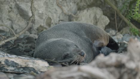 close-up-sleeping-Fur-Seal-yawns-resting-on-Rocks-New-Zealand-beach,-Arctocephalinae-Otariidae