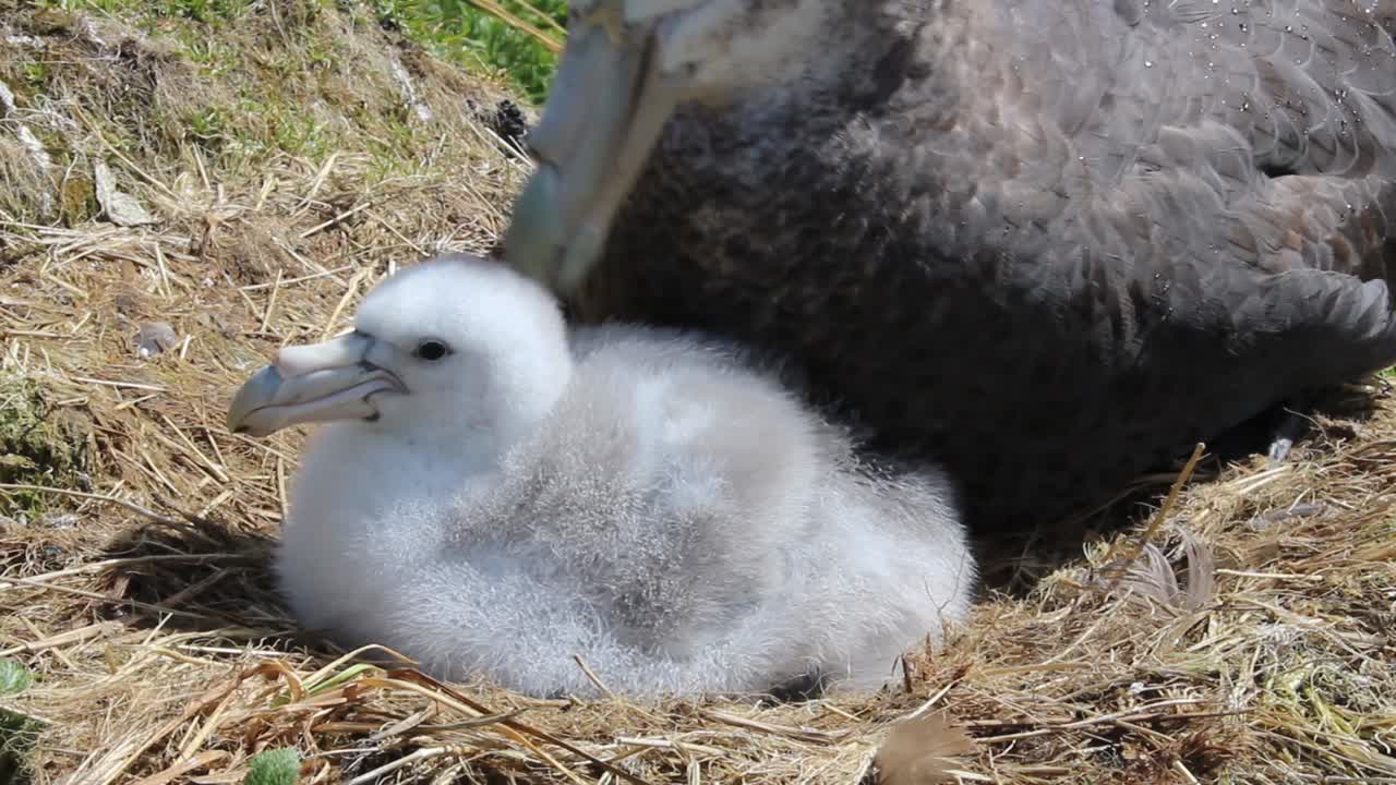 Large Giant petrel sitting of white fluffy chick