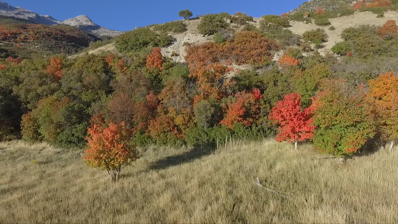 hermoso follaje de otoño cerca de alpine, utah en un día soleado de octubre visto desde el aire