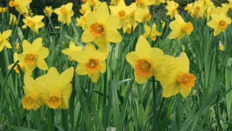 a sunlit field of vibrant daffodils swaying gently in the breeze, showcasing the beauty of spring and its radiant colors.