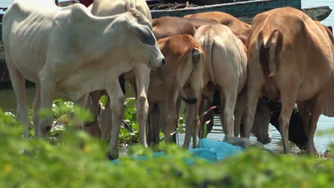 a herd of cows by the water's edge