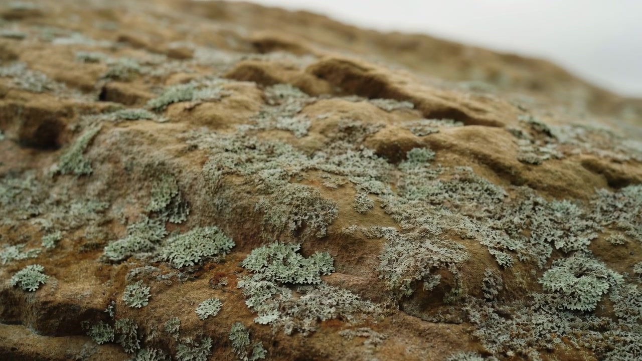 Roccia naturale ruvida coperta di lichene pallido riempie l'inquadratura da un punto di vista molto basso, mostrando toni marroni terrosi, chiazze grigio-verdi smorzate, luce soffusa e nuvolosa, sfondo sfocato e una forte sensazione tattile.