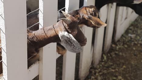 Süße-Kleine-Ziegen-In-Einem-Lokalen-Zoo