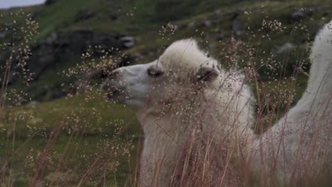 white alpaca eating at the meadow located in norway. - close up