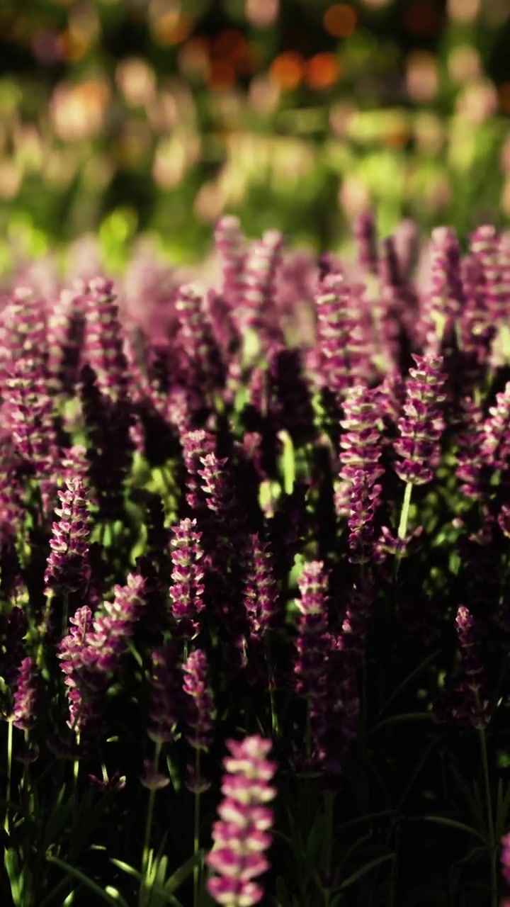 Lavender flowers grow in a garden during daytime in the spring season