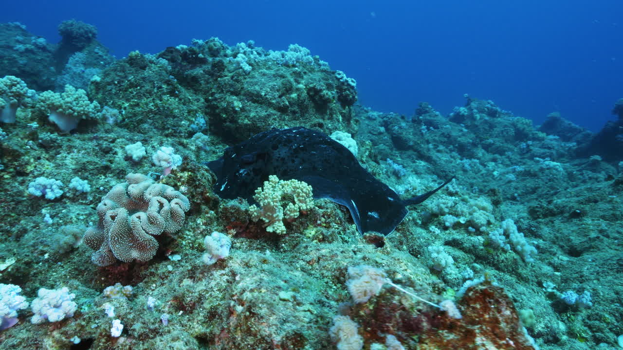 una hermosa raya redonda de cola de cinta se esconde detrás de los corales blandos y duros en el fondo volcánico del océano